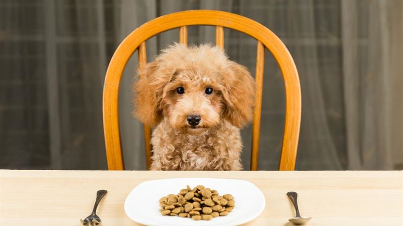 Effective Strategies for Managing Digestive Sensitivities in Dogs