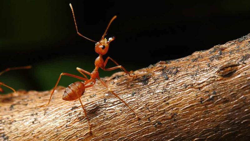 Comprehensive Guide to Managing and Treating Fire Ant Stings