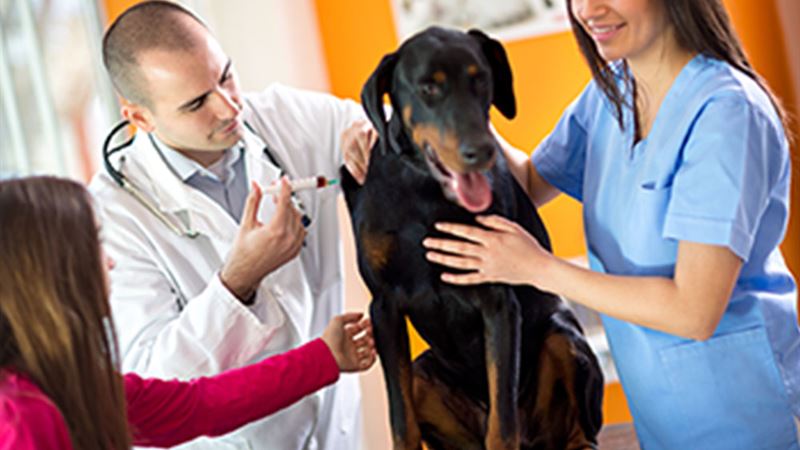 Comprehensive Guide to the Top 3 Effective Flea Prevention and Treatment Medications for Dogs