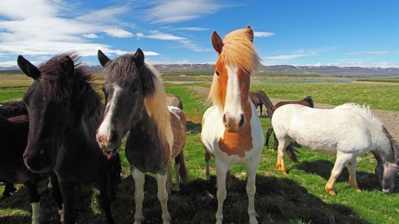 Top Must-See Attractions and Unique Experiences in Iceland