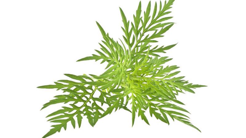 Understanding How Ragweed Allergies Impact Your Health and Well-being