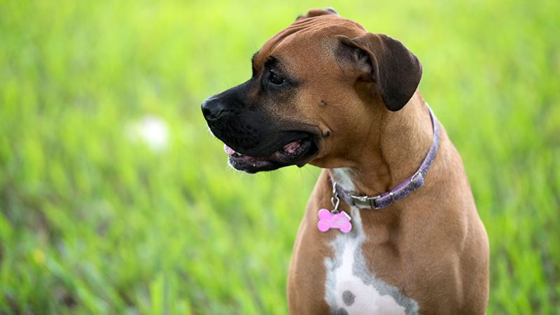 Top 3 Effective Dog Collars for Flea and Tick Prevention