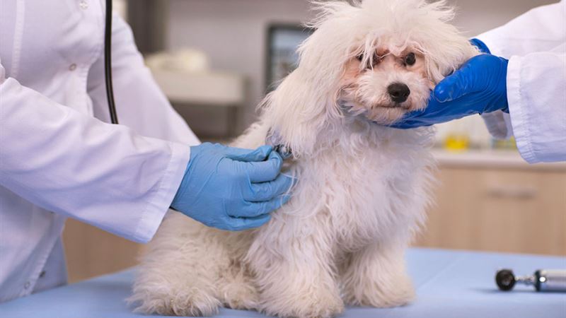 Comprehensive Guide to Selecting the Optimal Pet Insurance for Your Beloved Companion