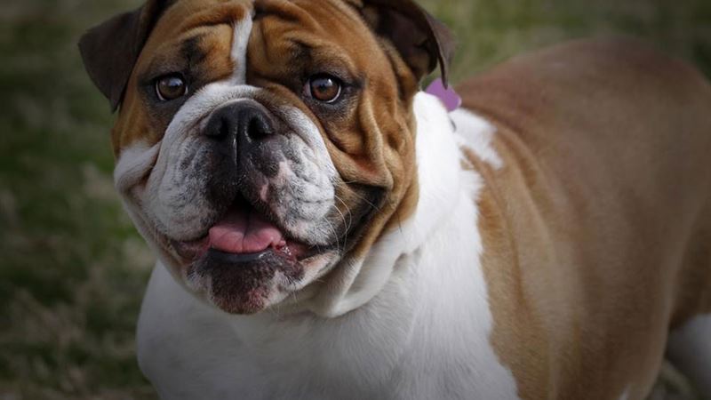 Comprehensive Guide to the Unique Traits and Care of the English Bulldog