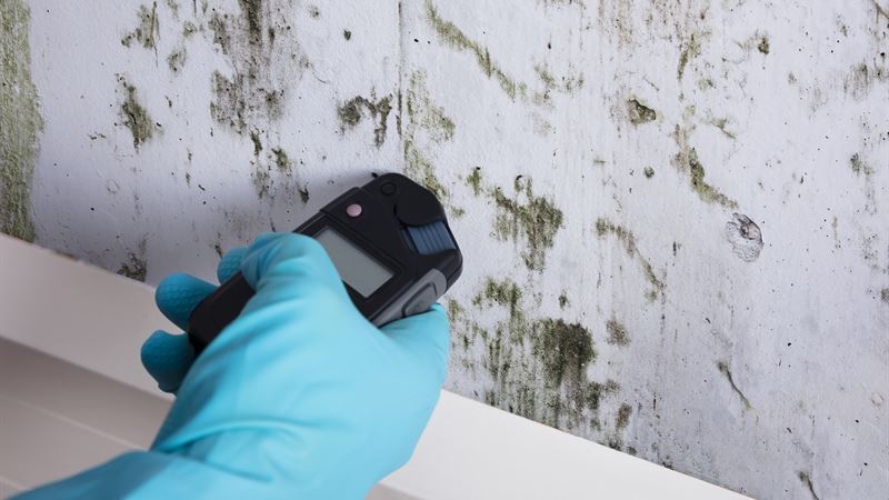 Comprehensive Home Mold Detection Guide: Ensuring a Healthy Living Space