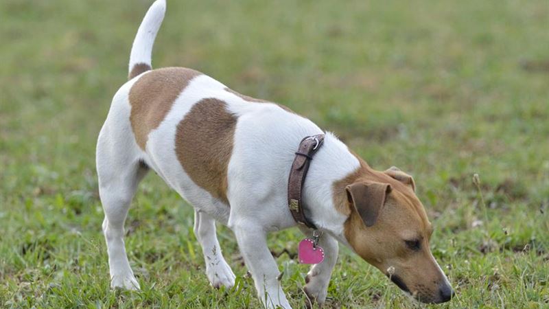 Choosing the Perfect Dog Collar: A Comprehensive Guide for Pet Owners