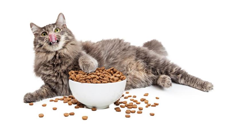 Selecting the Perfect Nutritional Diet for Your Feline Companion