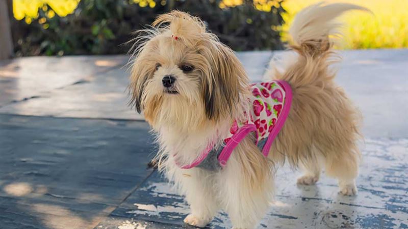 Essential Accessories Every New Shih Tzu Puppy Owner Should Get