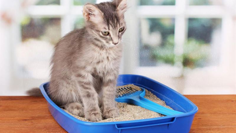 The Ultimate Guide to Choosing the Best Self-Cleaning Litter Boxes for Your Cat in 2024