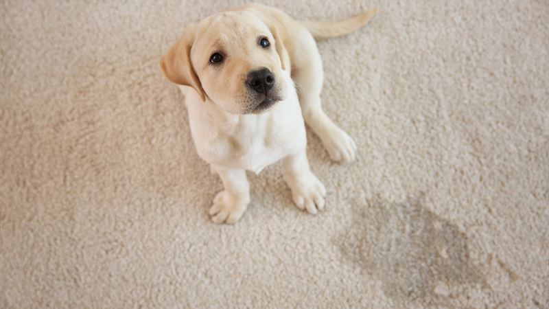 Effective Methods and Top Products for Eliminating Pet Stains