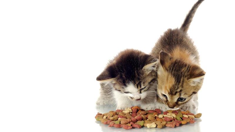 Maximizing Savings with Cat Food Coupons for Healthy Feline Nutrition