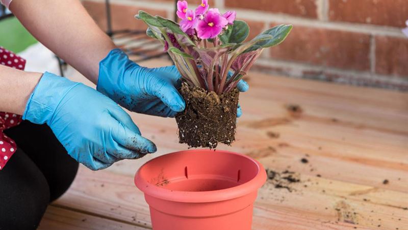 Comprehensive Guide to Cultivating and Sustaining a Vibrant Container Garden with Perennial Plants