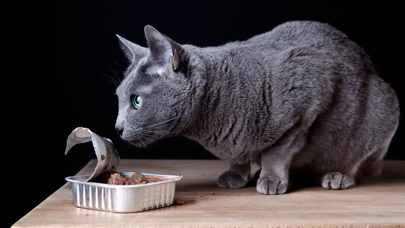 The Ultimate Guide to Choosing the Best Canned Food for Cats in 2024