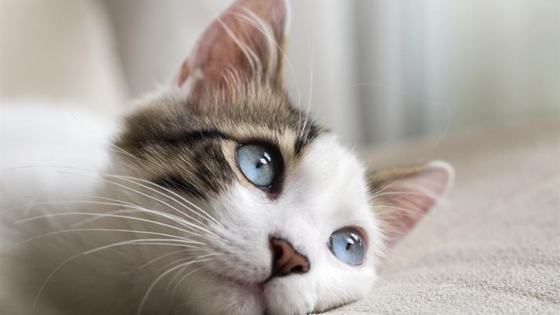 Debunking Common Myths About Cats: Truths You Need to Know
