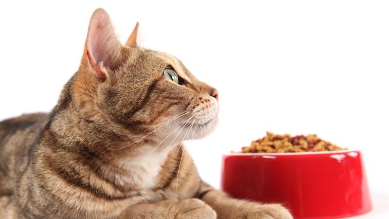 Smart Strategies to Provide Your Cat with Nutritious Food Using Discount Coupons