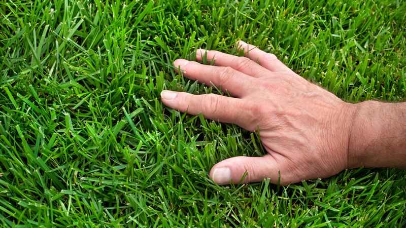 Comprehensive Guide to Renovating Your Lawn Through Overseeding: Key Strategies for a Lush Green Space