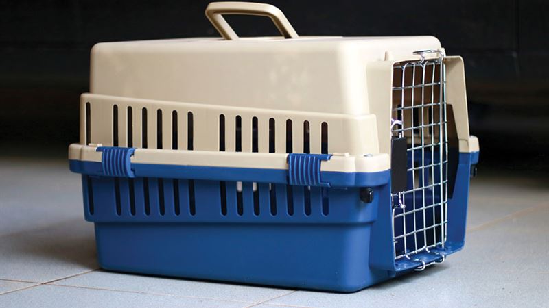 Comprehensive Guide to Selecting the Ideal Large Pet Carrier for Your Furry Friend