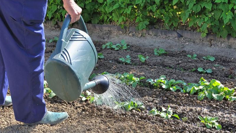 Ultimate Guide to Gardening Tools and Techniques for a Flourishing Garden