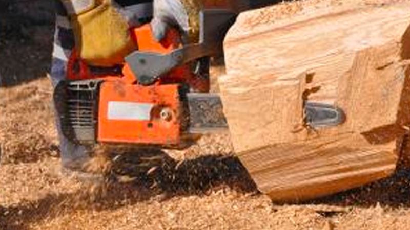 Comprehensive Guide to Professional Tree Removal: Benefits, Costs, and Key Considerations