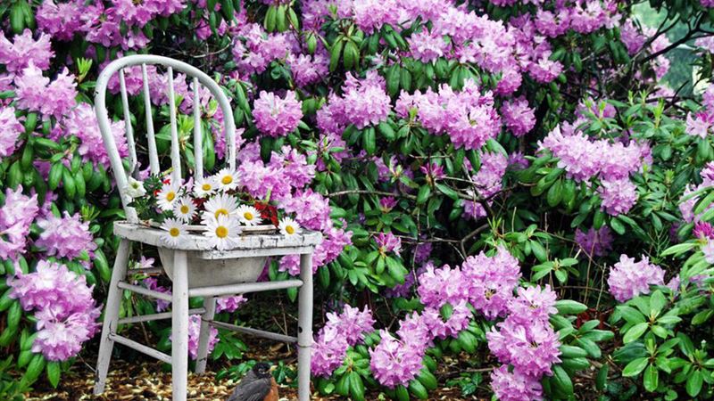 Comprehensive Guide to Pruning Azaleas for Vibrant Blooming and Healthy Growth
