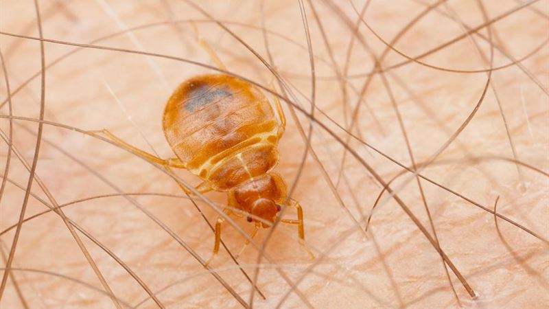 Effective Strategies for Eliminating Bed Bugs Permanently