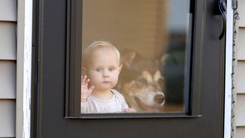 Essential Guide to Selecting the Perfect Pet Door for Your Home