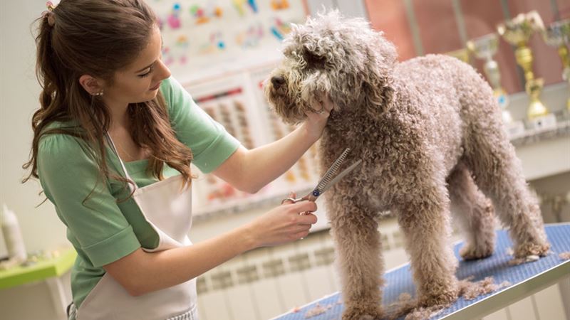 The Unmatched Bond: Exploring Why Dogs Are Considered Humanity's Best Companion