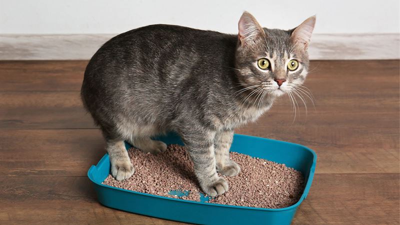Effective Strategies to Address and Resolve Cat Litter Box Challenges