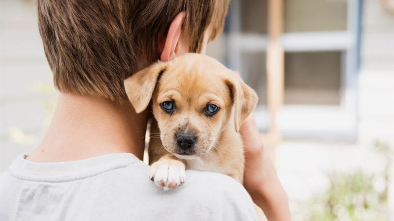 Top Adoption Centers for Dogs and Puppies in the United States