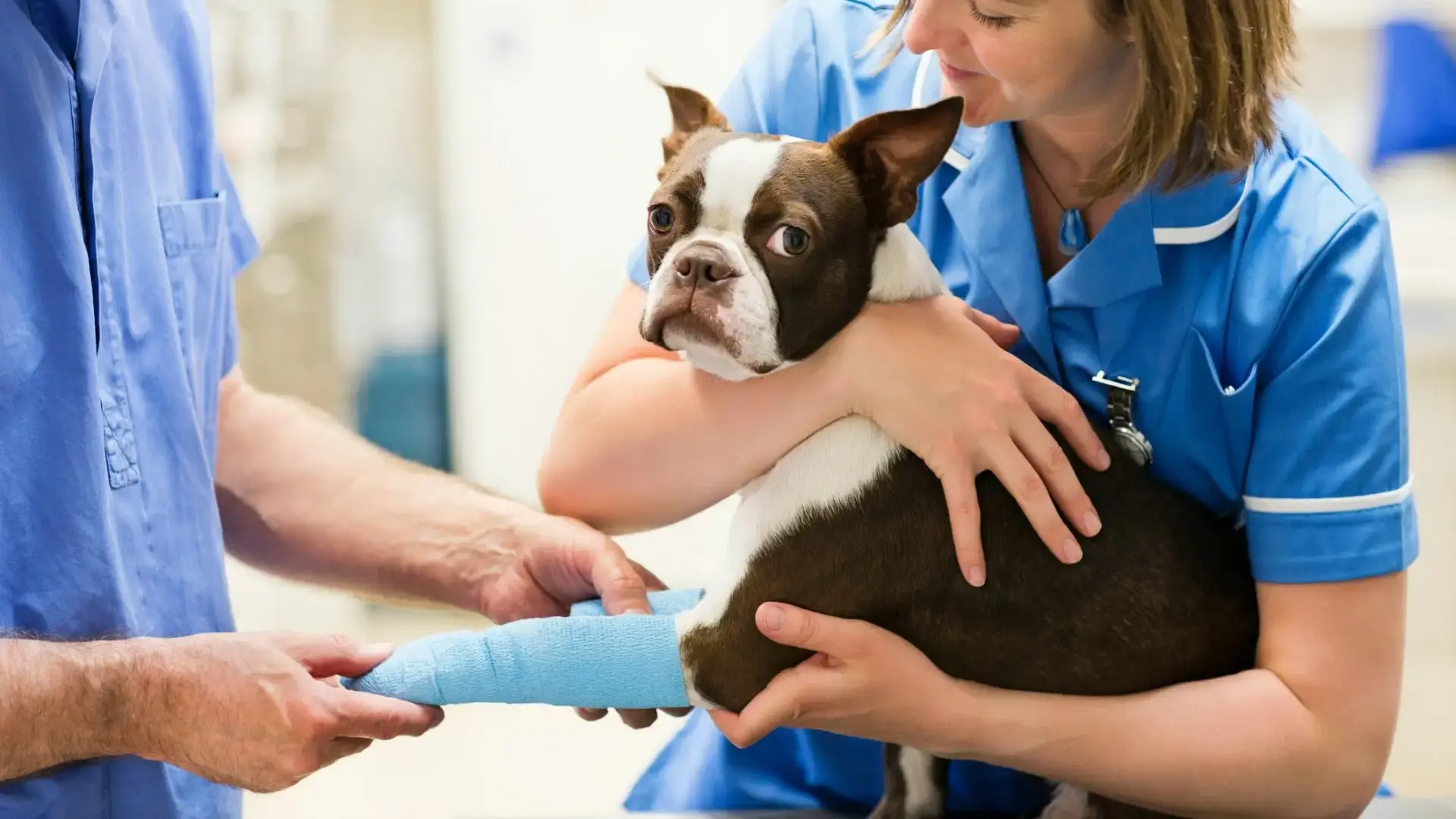 Comprehensive Guide to Selecting the Ideal Emergency Veterinary Provider for Your Pet