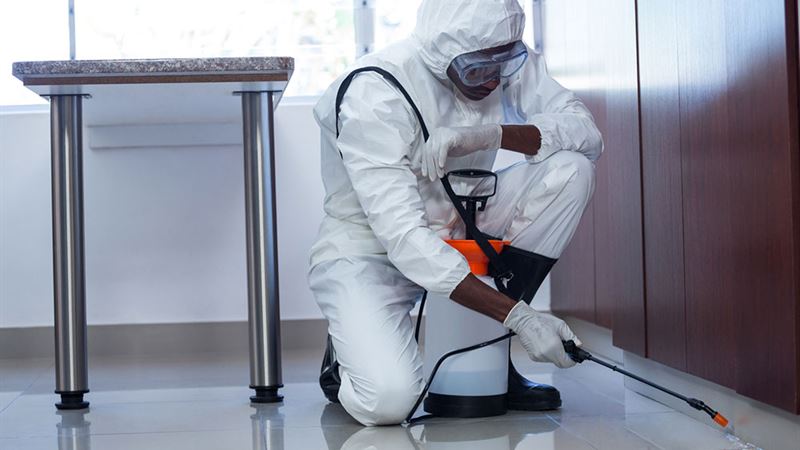 Leading Pest Control Service Providers: Top 3 Companies for Effective Pest Management