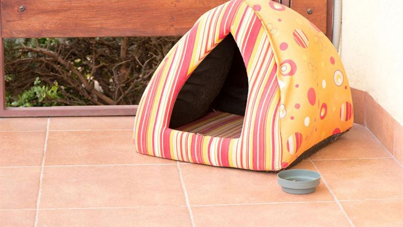 Ultimate Guide to Naming Your New Cat: Tips, Ideas, and Creative Names