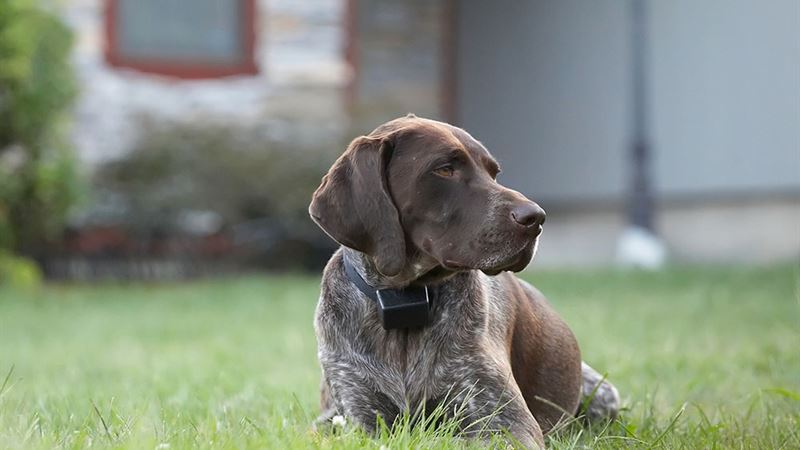 Comprehensive Guide to the Best Invisible Dog Fences for Pet Safety