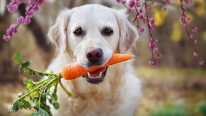 The Ultimate Guide to Human Foods That Promote Optimal Dog Health