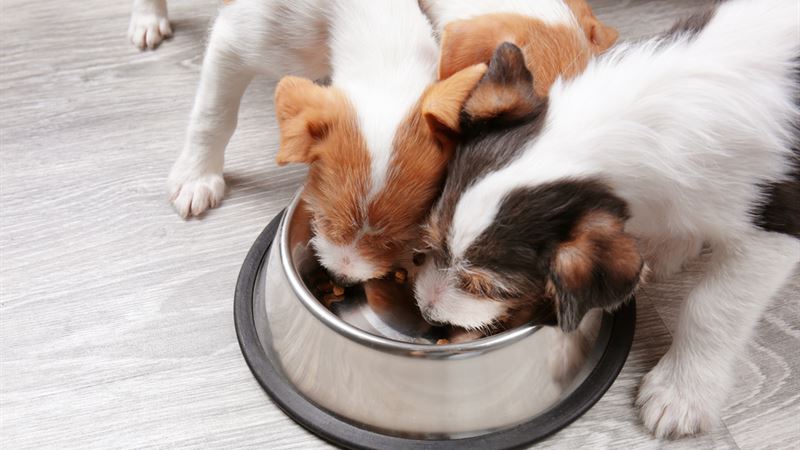 Comprehensive Guide to Selecting the Finest Premium Dog Food for Your Pet
