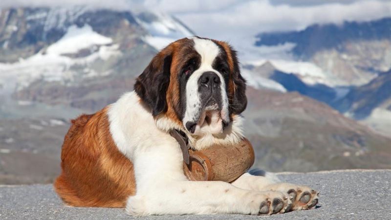 Comprehensive Guide to Welcoming and Integrating Your Newly Rescued Dog