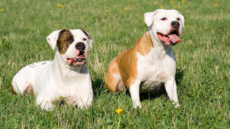 Essential Guide to Caring for Your English Bulldog: Tips for a Healthy and Happy Pet
