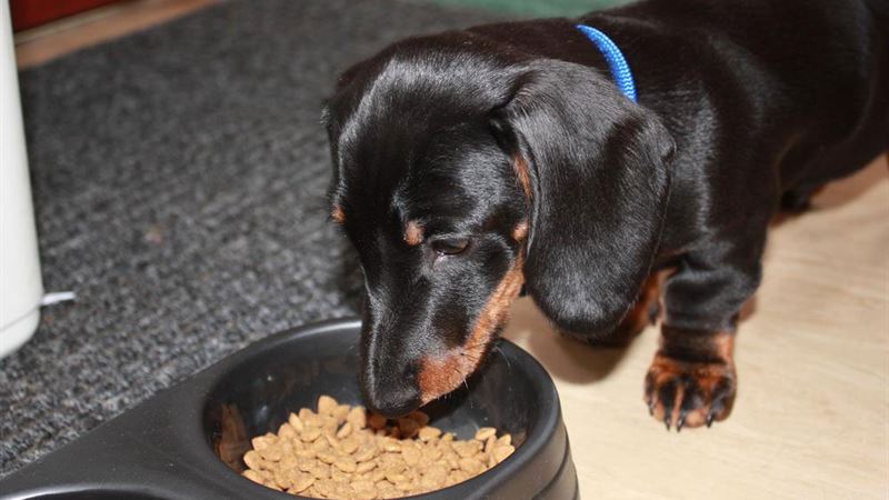 Comprehensive Guide to the Top 10 Most Nutritious Dry Dog Foods of 2024