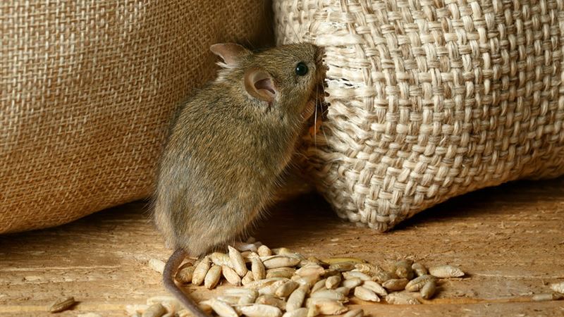 Effective Strategies for Eliminating Voles from Your Property