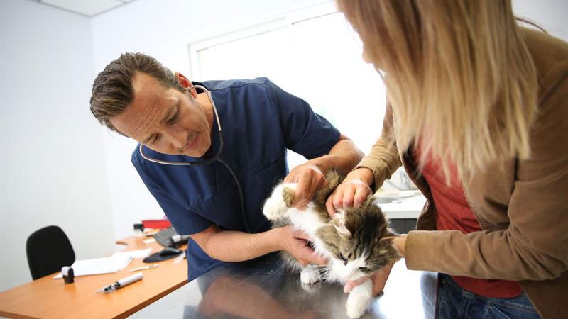 Top Cat Flea Treatments: The Most Effective Options for Your Feline Friend