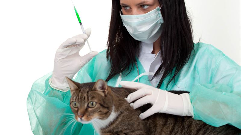 Comprehensive Guide to Pet Insurance Coverage for Surgical Procedures