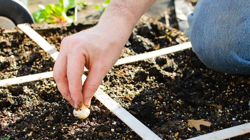 Must-Have Gardening Tools to Simplify and Enhance Your Gardening Experience