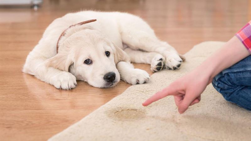 Top-rated Pet Urine Stain and Odor Removal Products for a Fresh Home