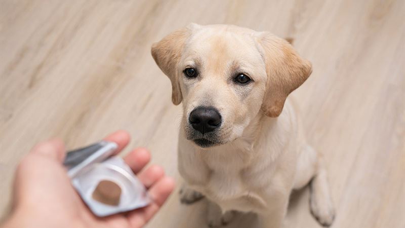 Effective Oral Medications to Eliminate Dog Fleas and Parasites
