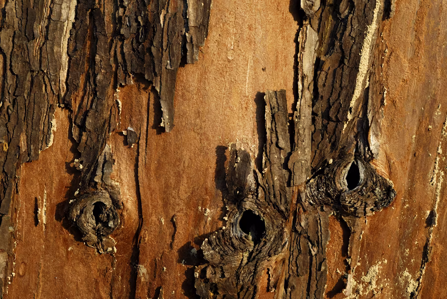 Comprehensive Guide to What Termite Inspectors Search For During Property Assessments