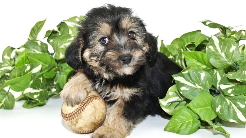 Comprehensive Guide to Morkie Puppies: Facts, Care Tips, and More