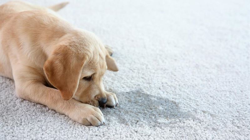 Effective Strategies to Remove Pet Stains and Maintain Clean Carpets