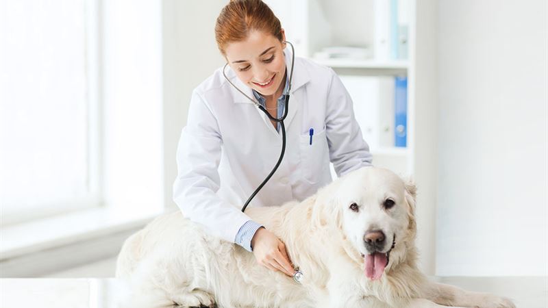 Comprehensive Guide to Selecting the Perfect Pet Insurance for Your Beloved Furry Friend