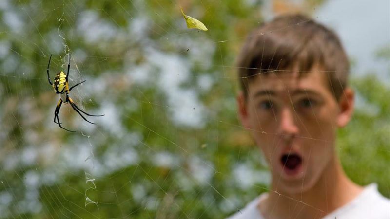 Comprehensive Guide to Identifying and Managing Spider Bites Effectively