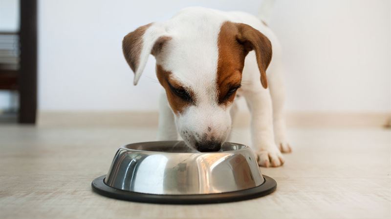 Comprehensive Guide for Dog Owners: Understanding and Managing Dog Food Allergies